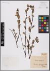 Foto von Salix aurita L.